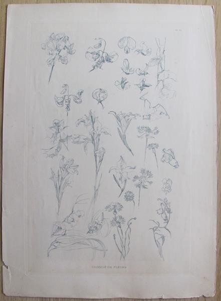 Antica Erboristeria. Art Nouveau. Planche 23. Croquis De Fleurs