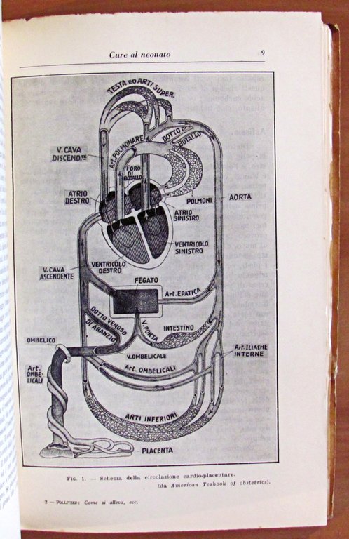 COME SI ALLEVA IL BAMBINO SANO E COME SI ASSISTE …