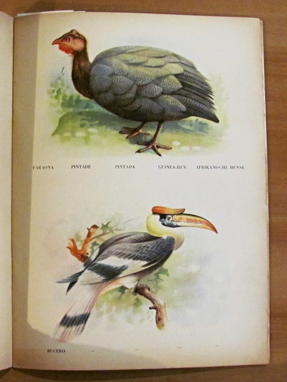 CONOSCO GLI ANIMALI - Collana Prescolastica Grande N.23