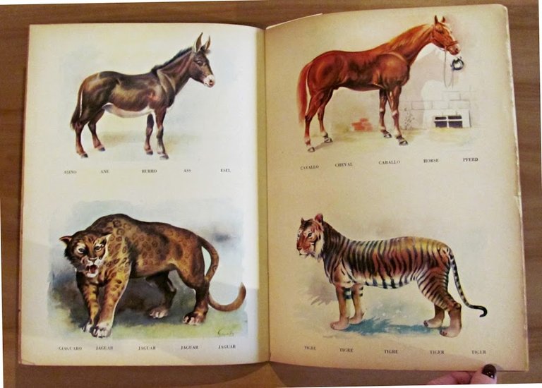 CONOSCO GLI ANIMALI - Collana Prescolastica Grande N.23