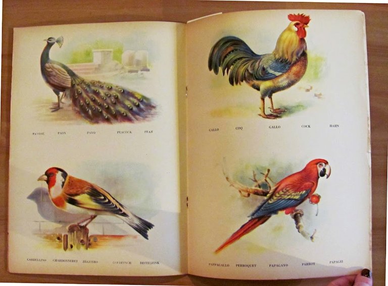 CONOSCO GLI ANIMALI - Collana Prescolastica Grande N.23