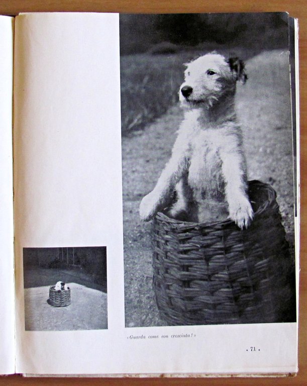 DASCENCA - Vita d'un cucciolo - Illustrazioni e fotografie di …