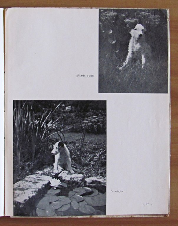 DASCENCA - Vita d'un cucciolo - Illustrazioni e fotografie di …