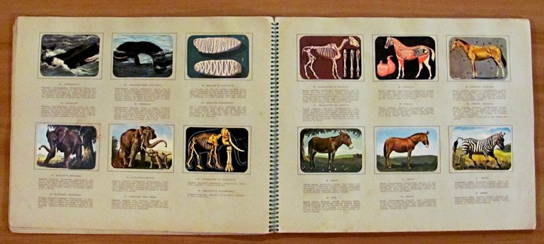 ENCICLOPEDIA DI TOPOLINO - Volume I - I MAMMIFERI Parte …