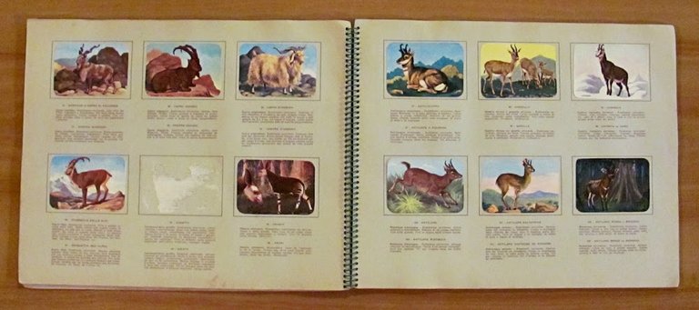 ENCICLOPEDIA DI TOPOLINO - Volume I - I MAMMIFERI Parte …