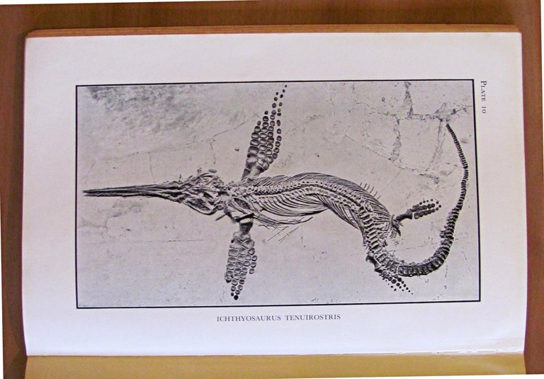 FOSSIL AMPHIBIANS AND REPTILES