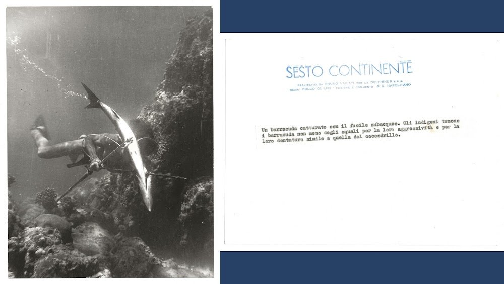FOTO per SESTO CONTINENTE - Barracuda catturato con fucile subacqueo …