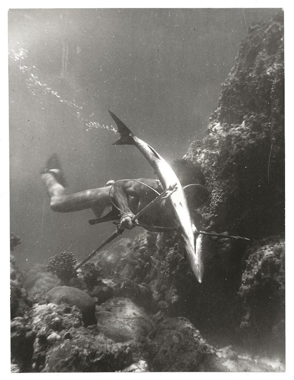 FOTO per SESTO CONTINENTE - Barracuda catturato con fucile subacqueo …