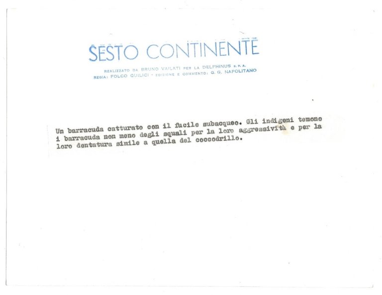 FOTO per SESTO CONTINENTE - Barracuda catturato con fucile subacqueo …