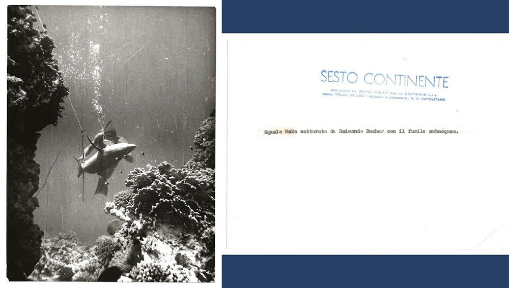 FOTO per SESTO CONTINENTE - Raimondo BUCHER cattura Squalo Mako …