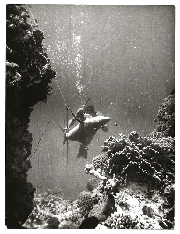 FOTO per SESTO CONTINENTE - Raimondo BUCHER cattura Squalo Mako …