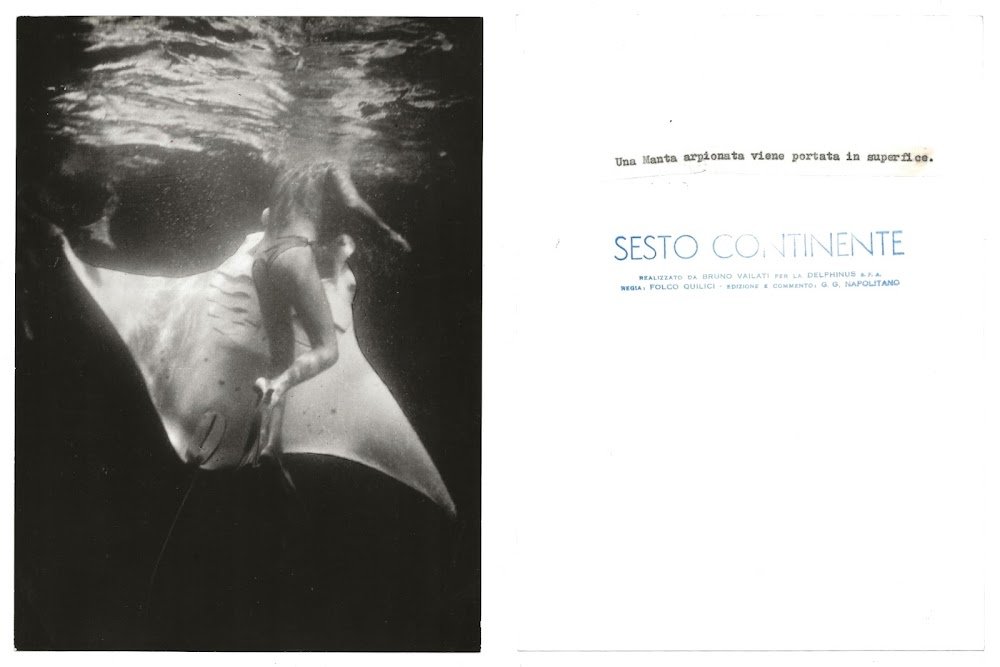 FOTO per SESTO CONTINENTE - Una Manta arpionata da VAILATI …