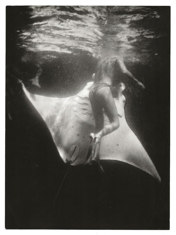 FOTO per SESTO CONTINENTE - Una Manta arpionata da VAILATI …