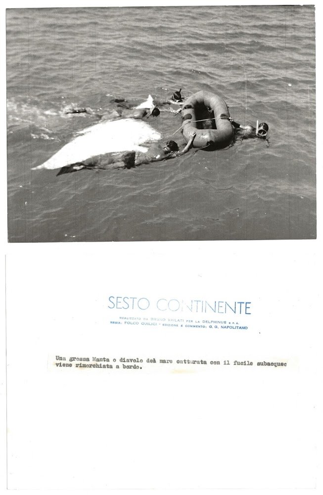 FOTO per SESTO CONTINENTE Una grossa Manta o Diavolo rimorchiata …