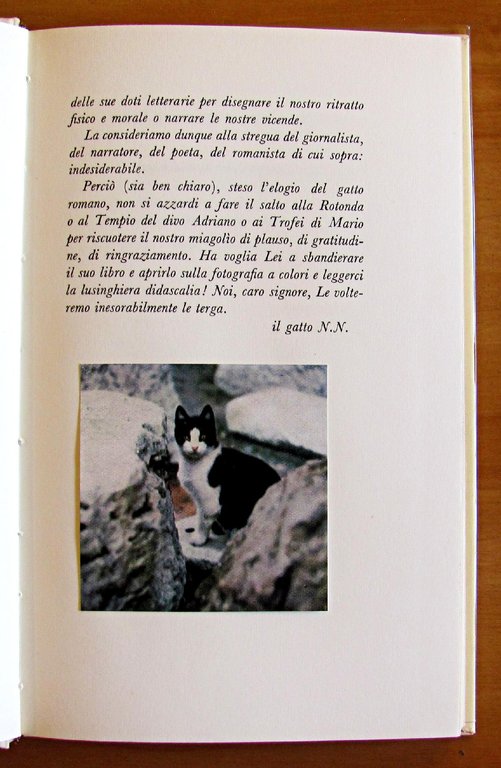 IL GATTO ROMANO