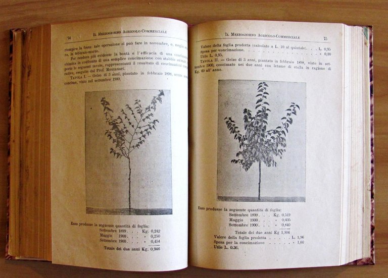 Il Mezzogiorno Agricolo - Anno II Fasc. 3 - 4 …