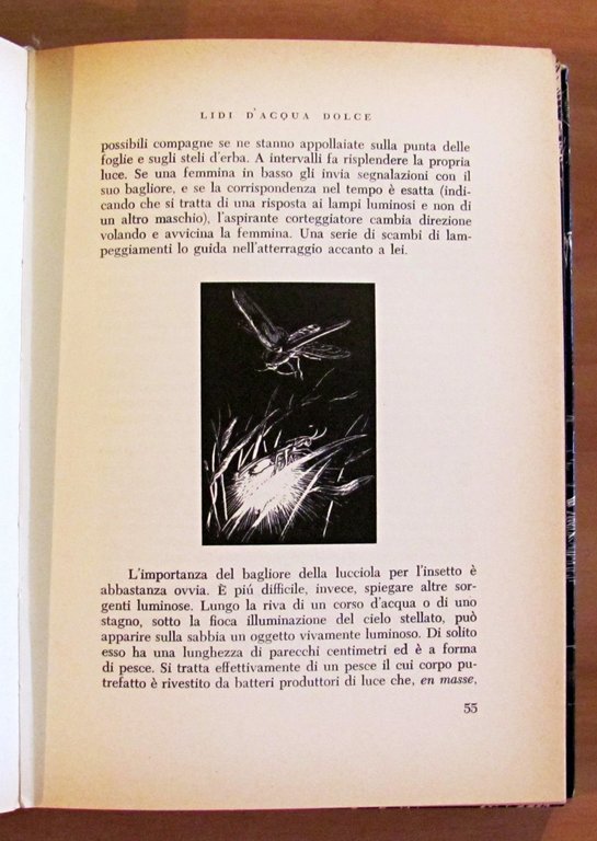 IL MONDO DELLA NOTTE - Illustrazioni di T. M. Shortt