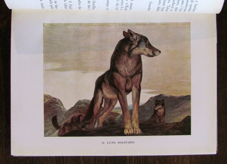 IL PRIMO LIBRO DELLA GIUNGLA, 1950 - ill. DETMOLD