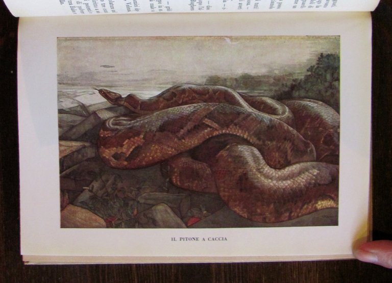 IL PRIMO LIBRO DELLA GIUNGLA, 1950 - ill. DETMOLD