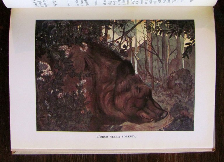 IL PRIMO LIBRO DELLA GIUNGLA, 1950 - ill. DETMOLD