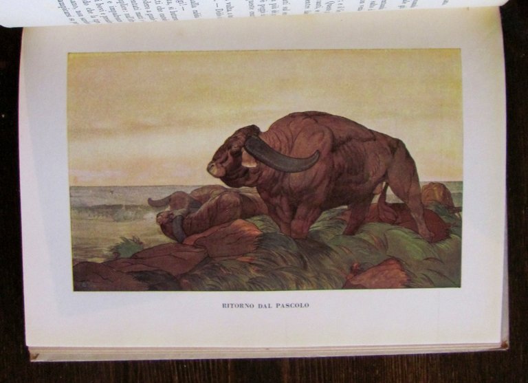 IL PRIMO LIBRO DELLA GIUNGLA, 1950 - ill. DETMOLD