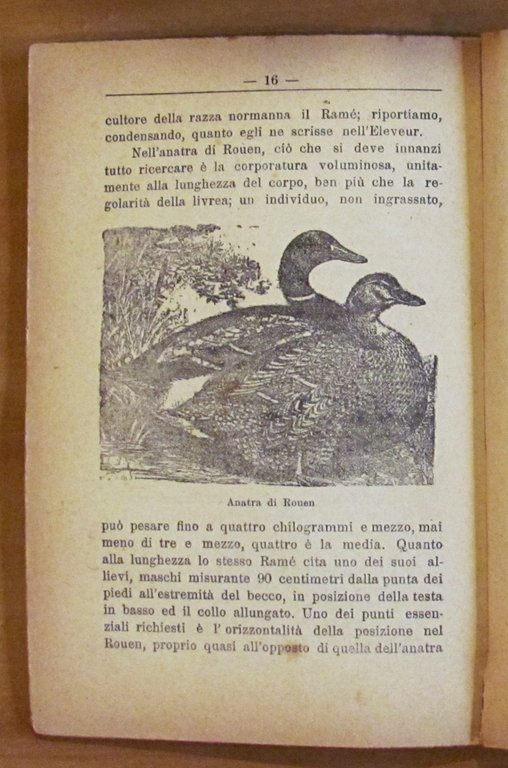 L'ANATRA - Allevamento per la produzione della carne , 1921