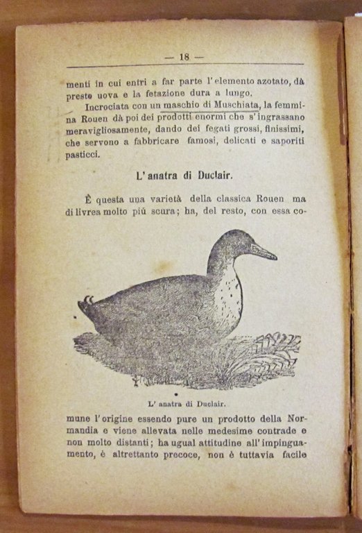 L'ANATRA - Allevamento per la produzione della carne , 1921