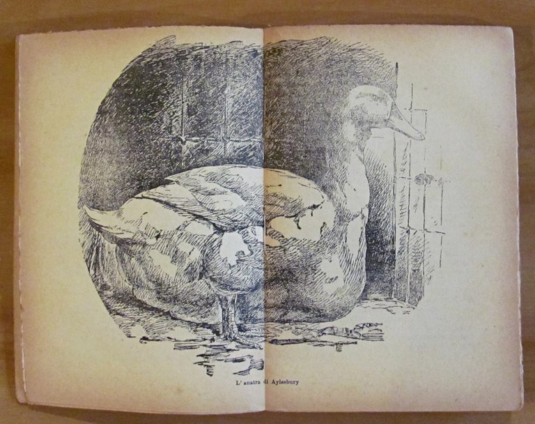 L'ANATRA - Allevamento per la produzione della carne , 1921