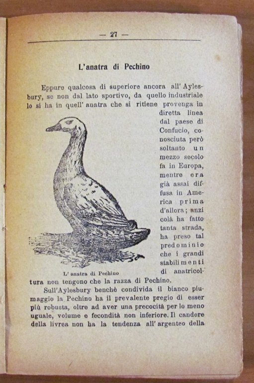 L'ANATRA - Allevamento per la produzione della carne , 1921