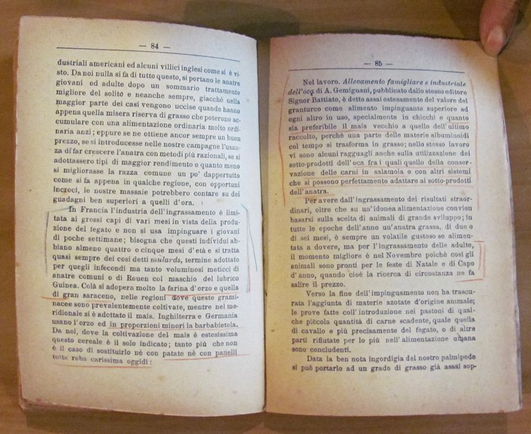 L'ANATRA - Allevamento per la produzione della carne , 1921