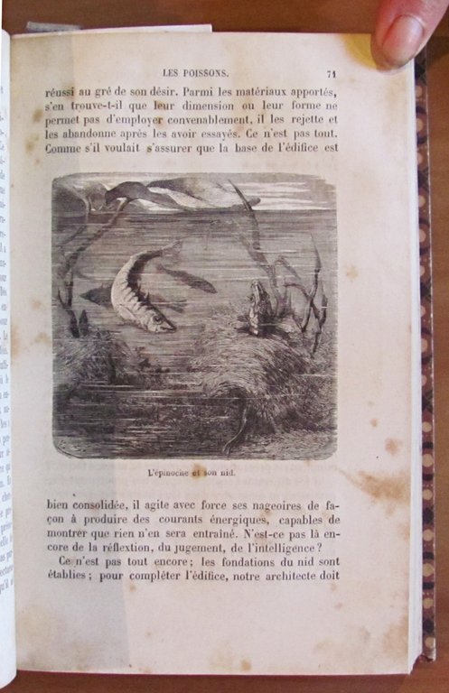 L'INTELLIGENCE DES ANIMAUX - Bibliotheque des Merveilles, 1881