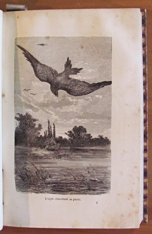 L'INTELLIGENCE DES ANIMAUX - Bibliotheque des Merveilles, 1881