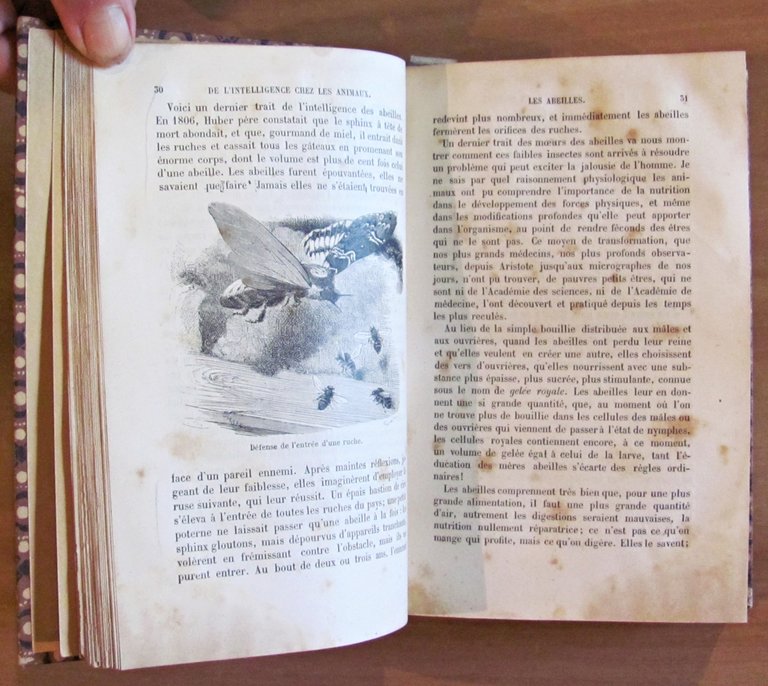 L'INTELLIGENCE DES ANIMAUX - Bibliotheque des Merveilles, 1881