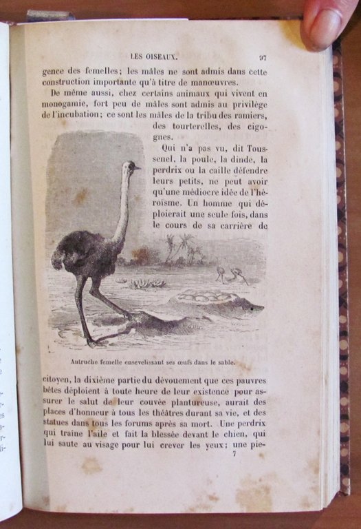 L'INTELLIGENCE DES ANIMAUX - Bibliotheque des Merveilles, 1881