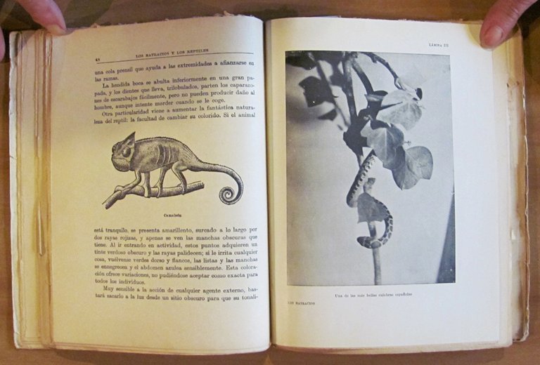 LOS BATRACIOS Y LOS REPTILES - Coll. Libros de la …
