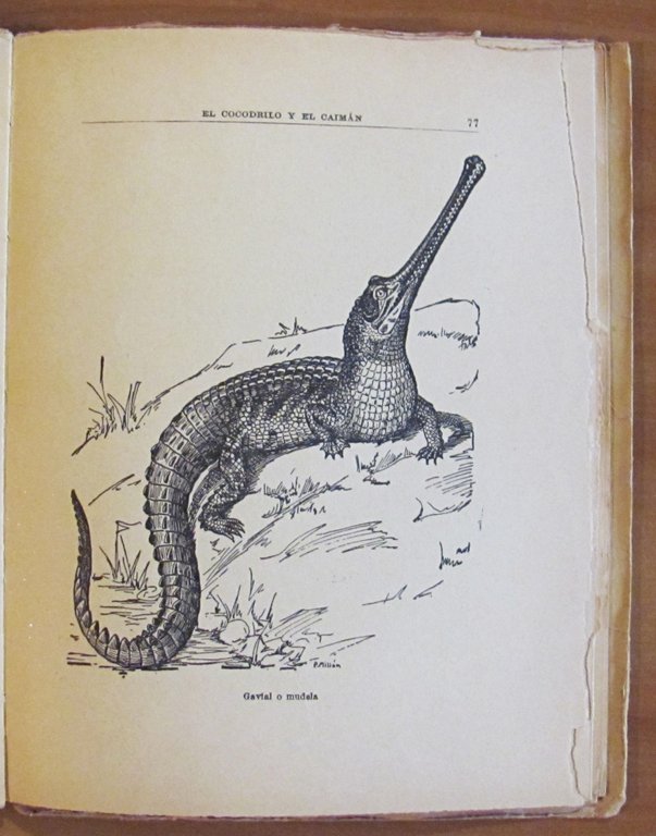 LOS BATRACIOS Y LOS REPTILES - Coll. Libros de la …