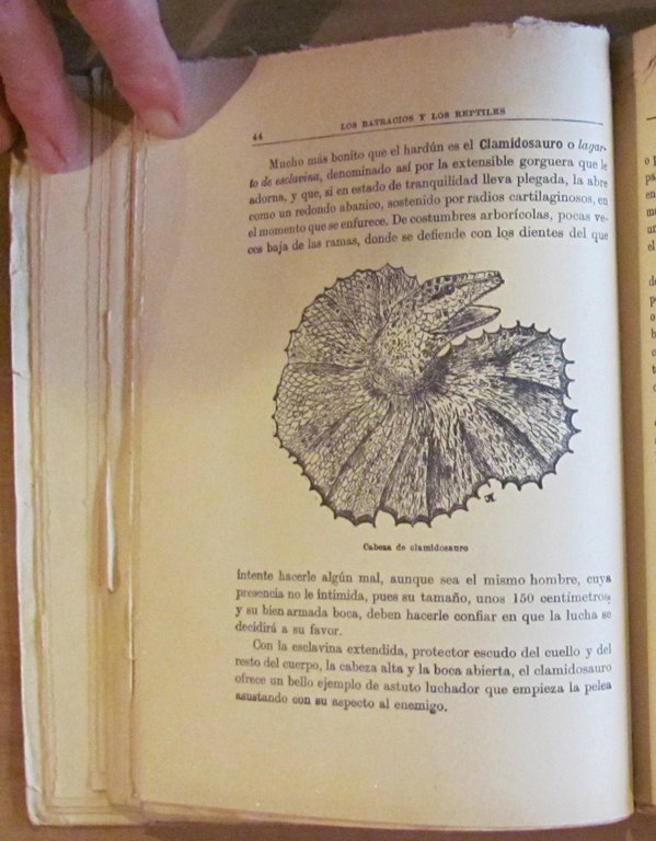 LOS BATRACIOS Y LOS REPTILES - Coll. Libros de la …