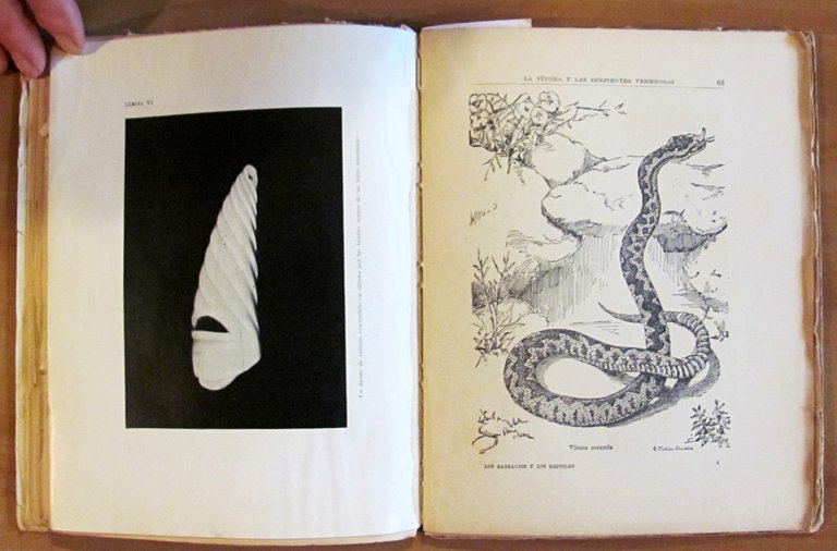 LOS BATRACIOS Y LOS REPTILES - Coll. Libros de la …