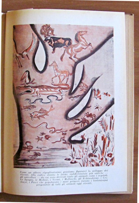 MARAVIGLIE DI TUTTI I REGNI, 1942 - Coll. Il Libro …