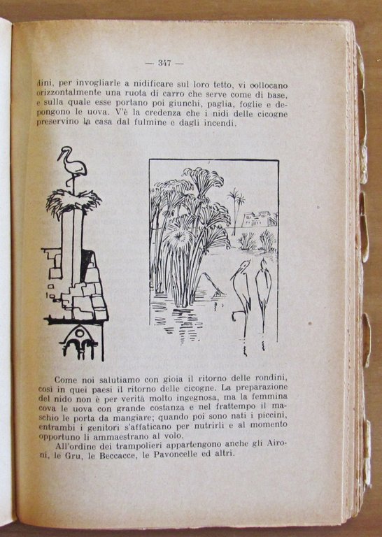 NEL MONDO DEGLI ANIMALI - Collana Biblioteca del Maestro Italiano …