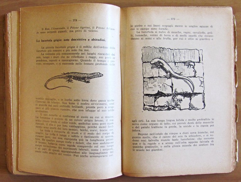 NEL MONDO DEGLI ANIMALI - Collana Biblioteca del Maestro Italiano …