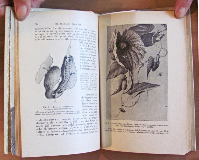 PAGINE DI BIOLOGIA VEGETALE - Antologia Delpiniana, 1919