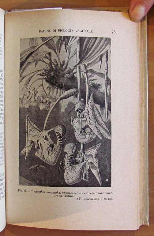 PAGINE DI BIOLOGIA VEGETALE - Antologia Delpiniana, 1919