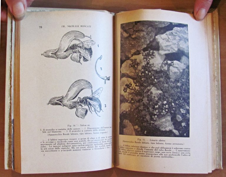 PAGINE DI BIOLOGIA VEGETALE - Antologia Delpiniana, 1919