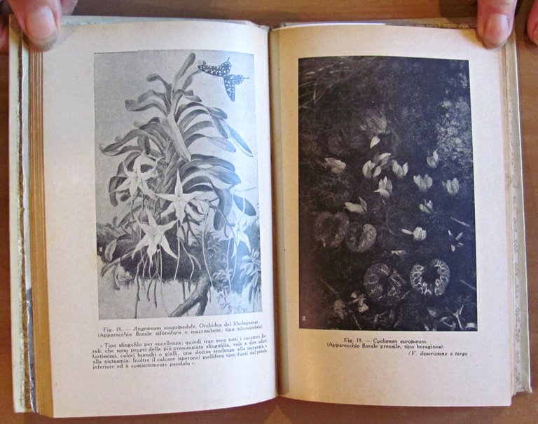 PAGINE DI BIOLOGIA VEGETALE - Antologia Delpiniana, 1919
