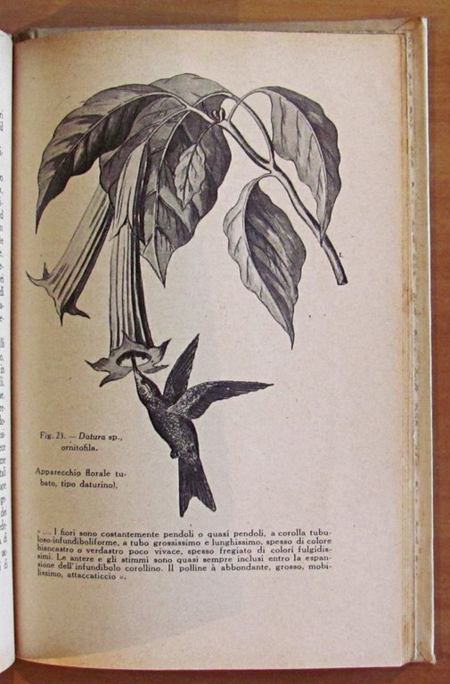 PAGINE DI BIOLOGIA VEGETALE - Antologia Delpiniana, 1919