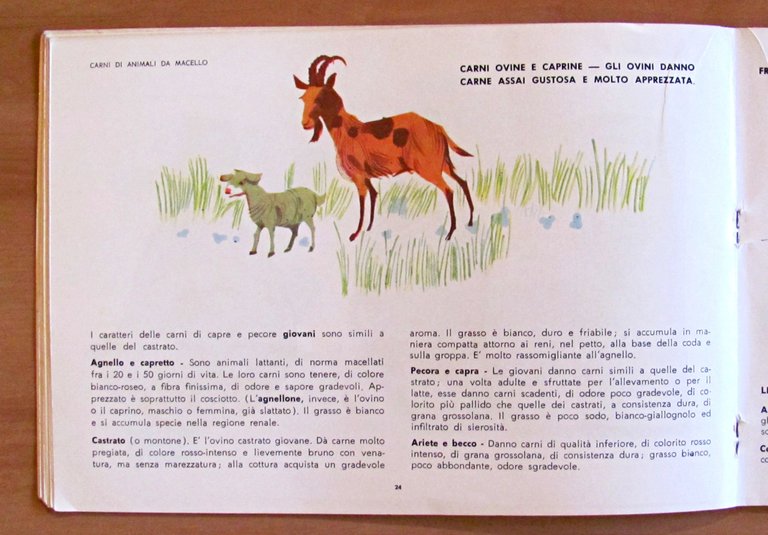 PARLIAMO DELLE CARNI