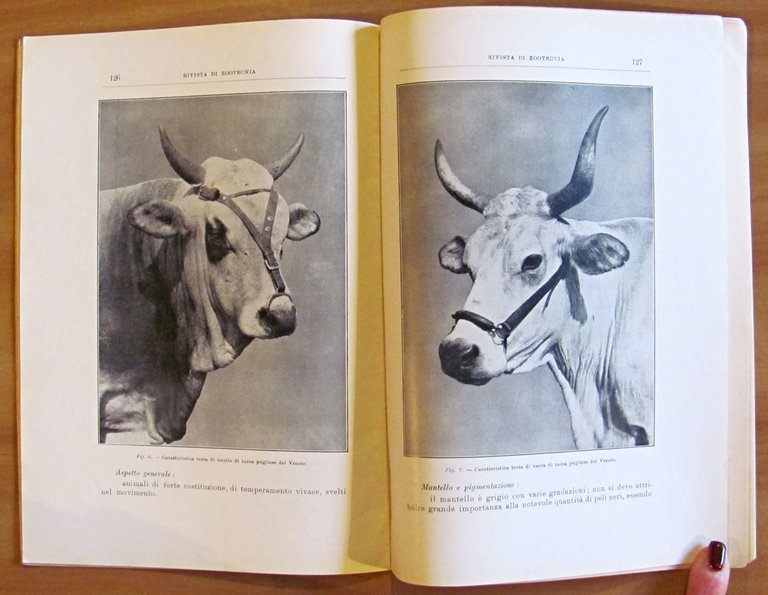 RIVISTA DI ZOOTECNICA - Annata Completa 1932