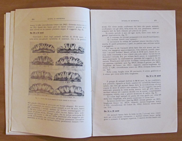 RIVISTA DI ZOOTECNICA - Annata Completa 1933 (1/12 meno N.2 …