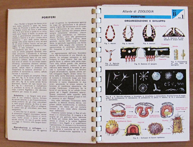 TAVOLE DI ZOOLOGIA - Invertebrati, I ed. 1969